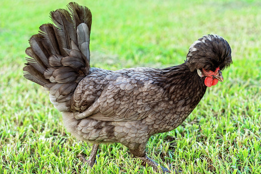 Polish Bantam Chicken Photograph by Michele Jackson - Fine Art America