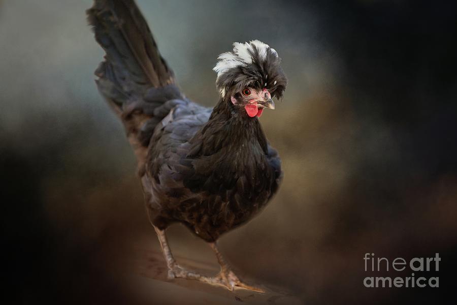 Polish Chicken Photograph by Eva Lechner