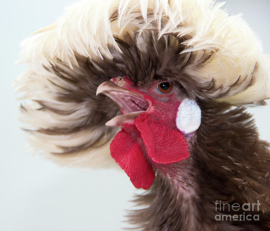 Polish Chicken Photograph by Jeannette Hunt