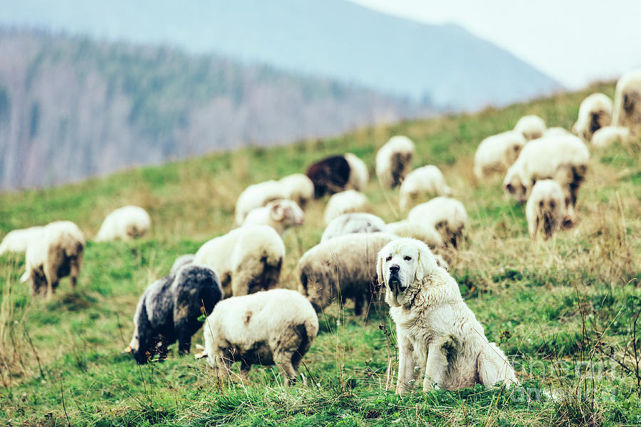 Polish Tatra Sheepdog guards sheep in Tatra Mountains, Poland. Photograph by Michal Bednarek