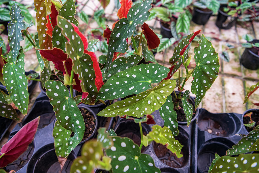 Polka Dot Begonia Photograph By Rose Guinther Fine Art America   Polka Dot Begonia Rose Guinther 