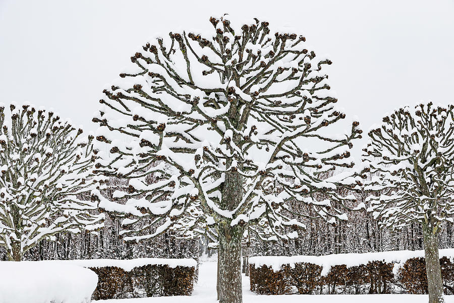 Pollarded tree Photograph by Alexander Farnsworth