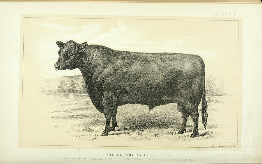 Polled Angus Bull q1 Photograph by Historic illustrations - Fine Art ...