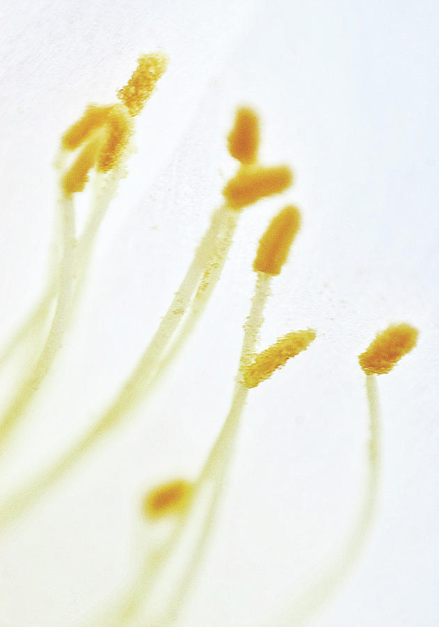 Pollen #1 Photograph by Al Fio Bonina