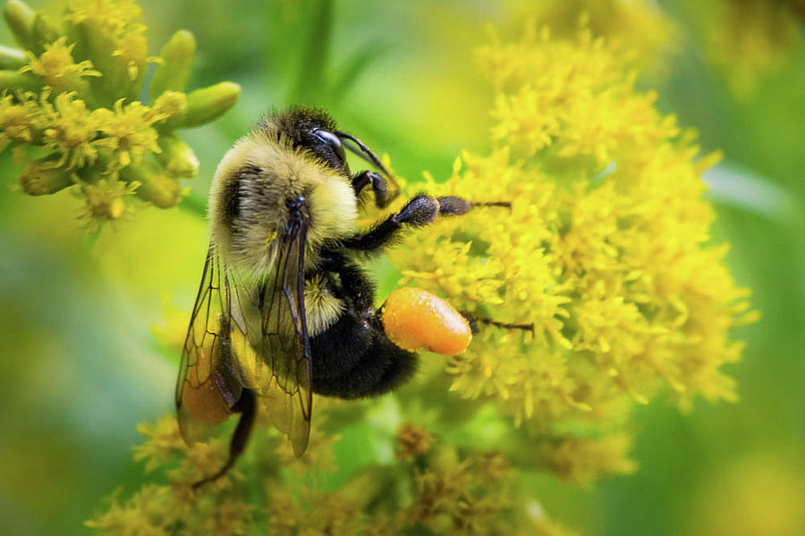 Pollen Basket Photograph by Heather Willhite - Fine Art America