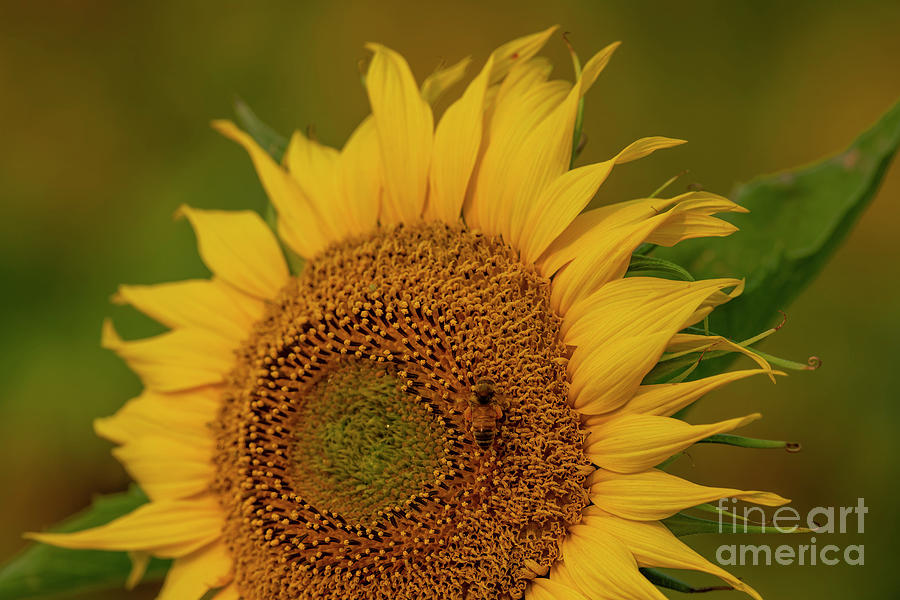Sunflower Photograph - Pollen Central by Michael Dawson