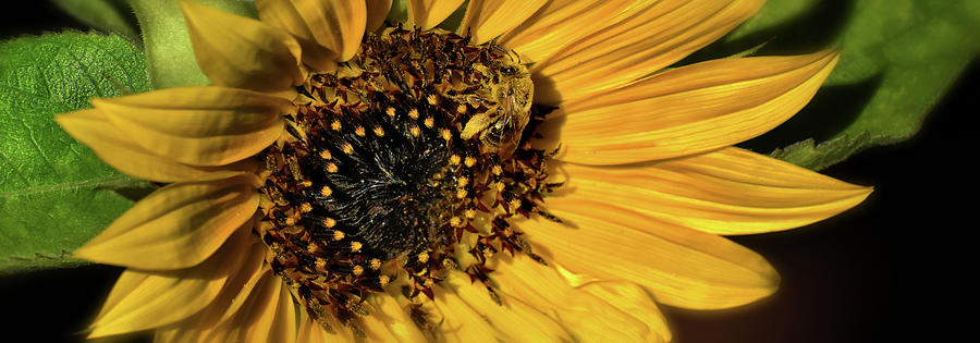 Pollen Covered Bee On A Sunflower 001 Panorama Photograph by George Bostian
