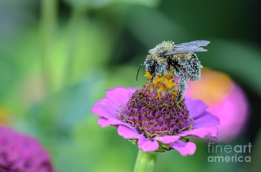 Pollen Covered Bee on Pink Zinnia III Photograph by Tamara Becker