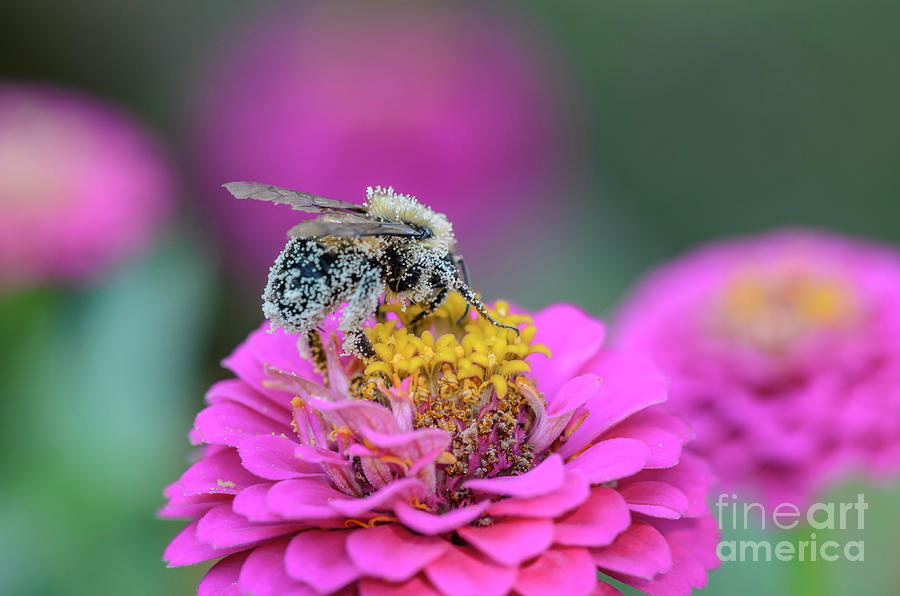 Pollen Covered Bee on Pink Zinnia Photograph by Tamara Becker
