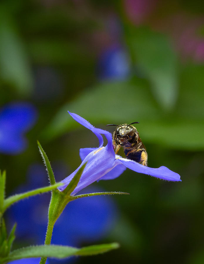 Pollen-covered Bee Sitting in a Tiny Purple Flower Photograph by Lora J Wilson