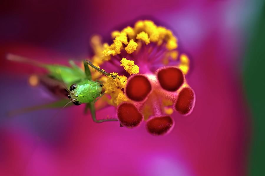Pollen Feast Photograph by Heidi Fickinger
