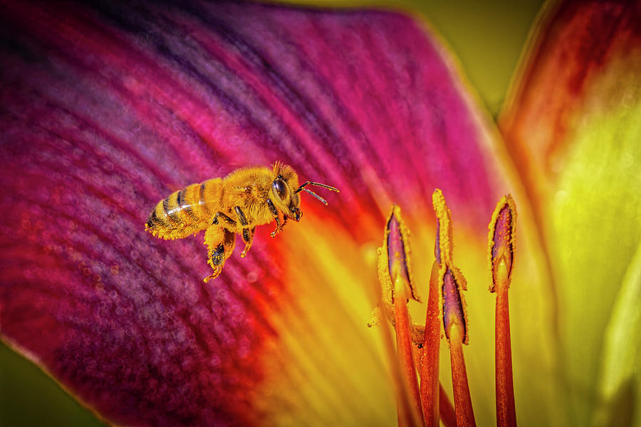 Pollen Loading Photograph by Fred J Lord