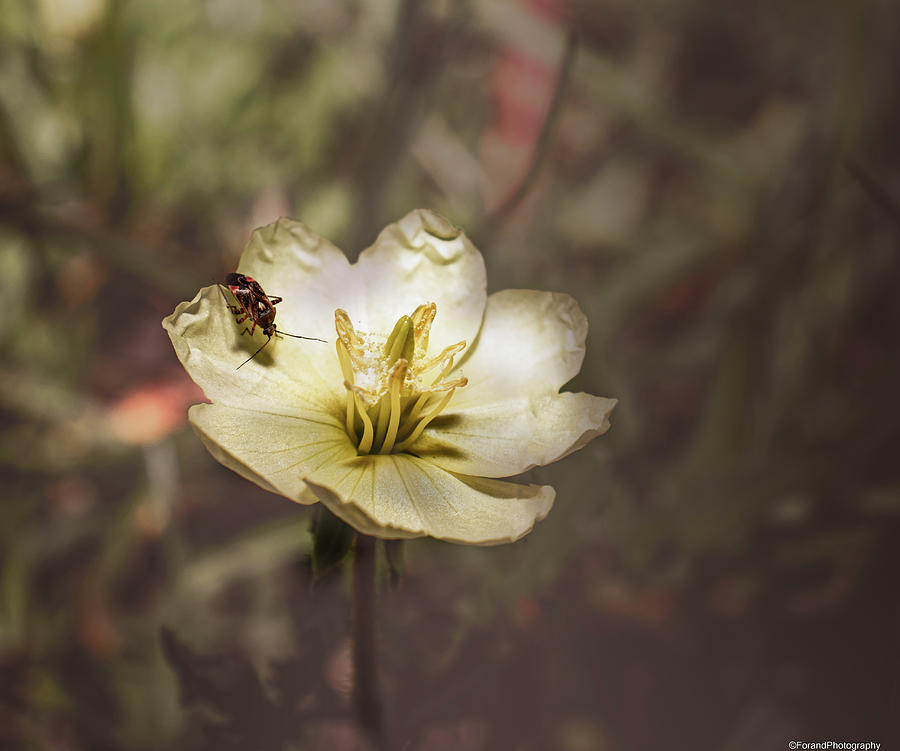 Pollen Seeker  Photograph by Debra Forand