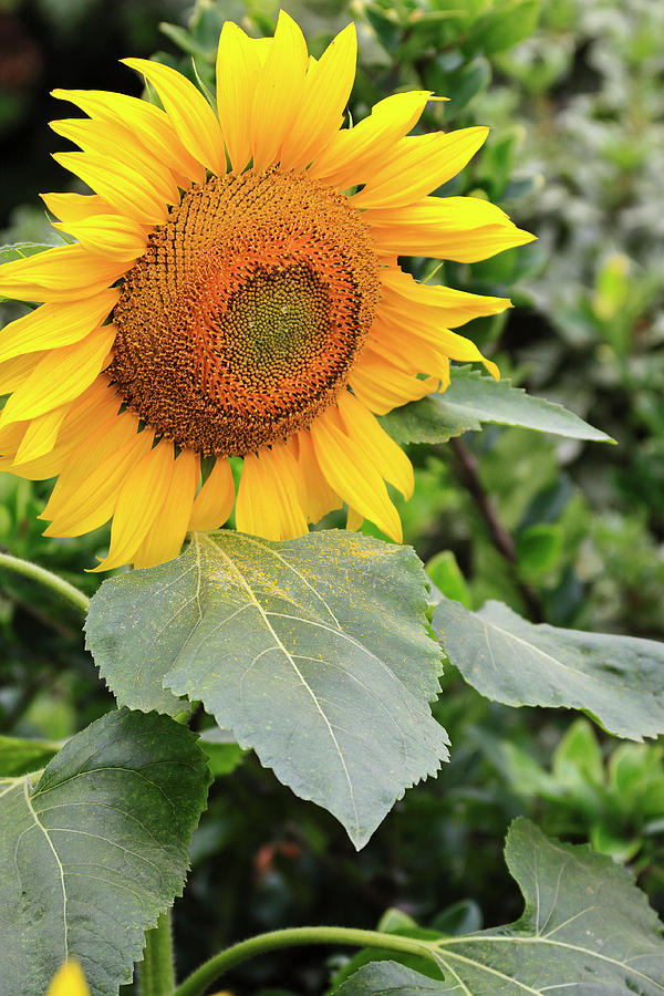 Pollen Shower Sunflower Photograph by Tanya Owens
