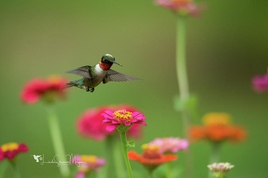 Pollenhead Photograph by Linda Shannon Morgan
