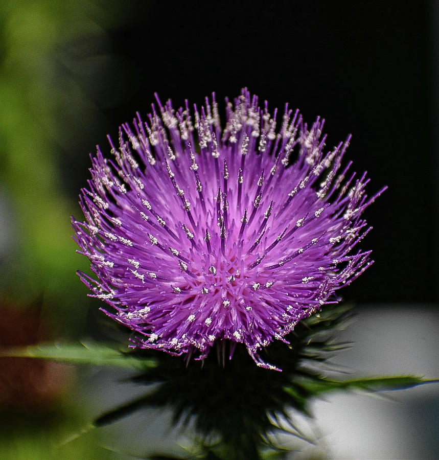 Pollinated thistle Photograph by Bruce Carpenter