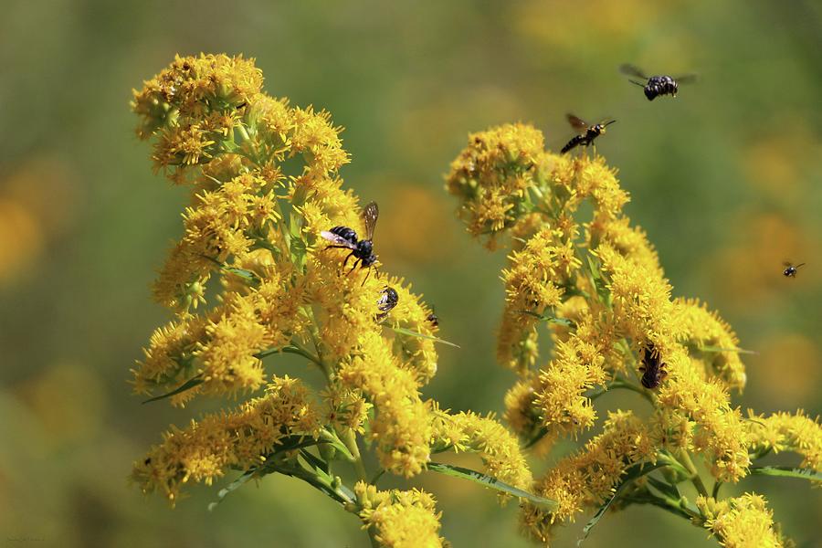 Pollinating Twin Goldenrod Photograph by Sandra Huston