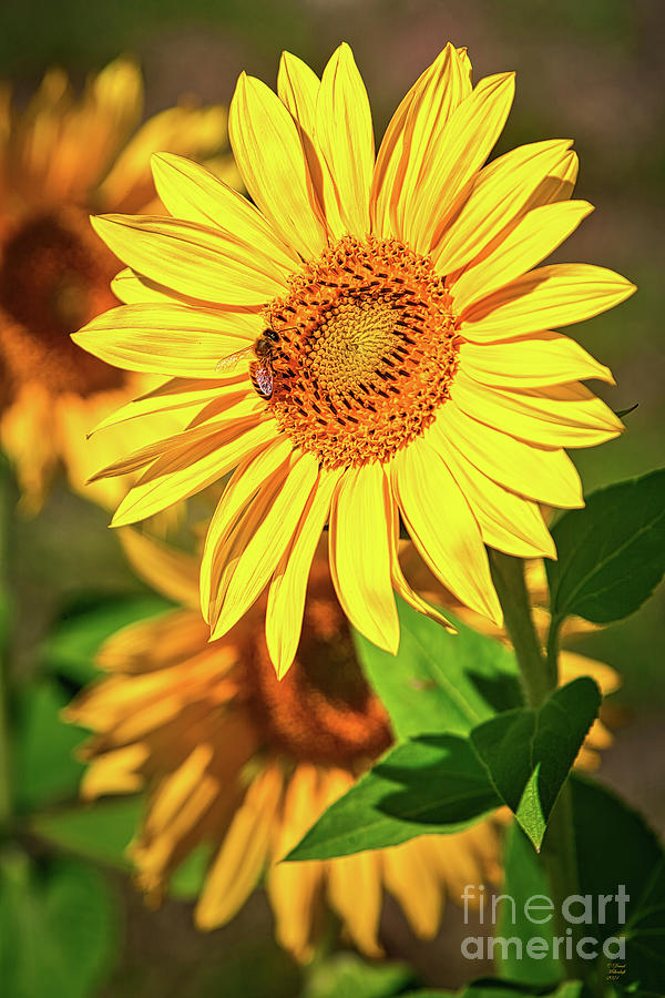 Pollination, Bee, Sunflower, Insect, Sunflower Art,  Photograph by David Millenheft