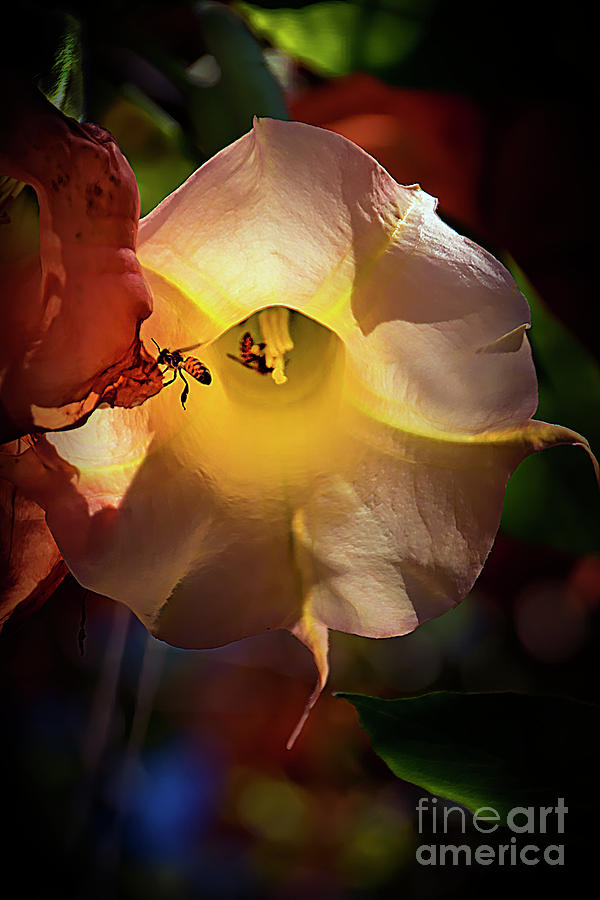 Pollination In Progress Photograph by Al Bourassa