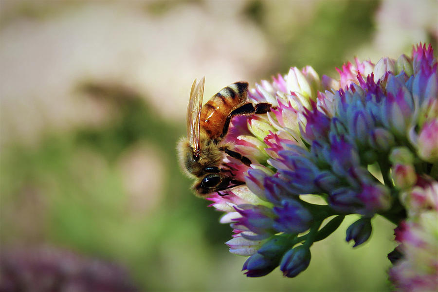 Pollination Photograph