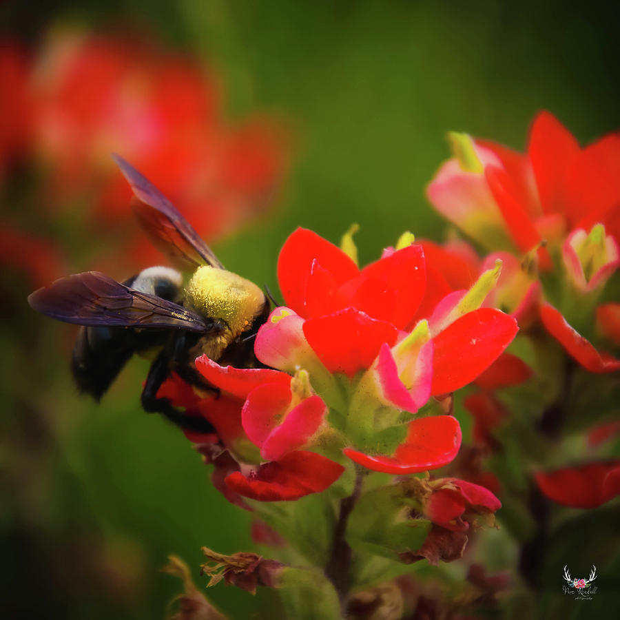 Pollination Photograph by Pam Rendall