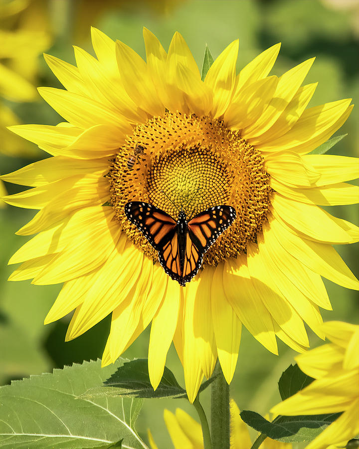Pollination Photograph by Ray Silva