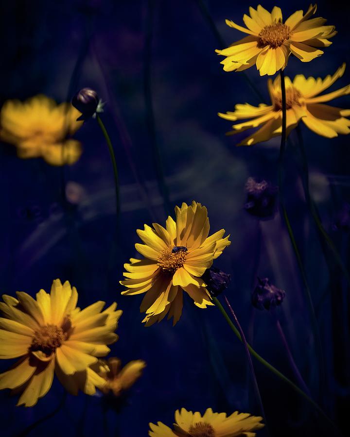 Pollination Photograph by RicharD Murphy