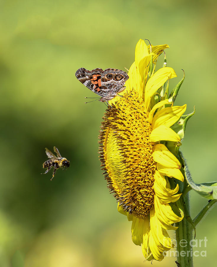 Pollinator Buddies Photograph by Michelle Tinger