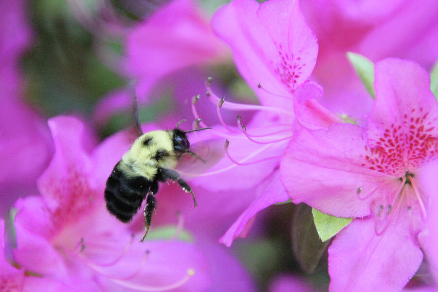 Pollinator In Action Photograph by Linda Goodman - Fine Art America