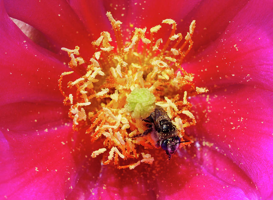 Pollinator in Action Photograph by Rob Huntley
