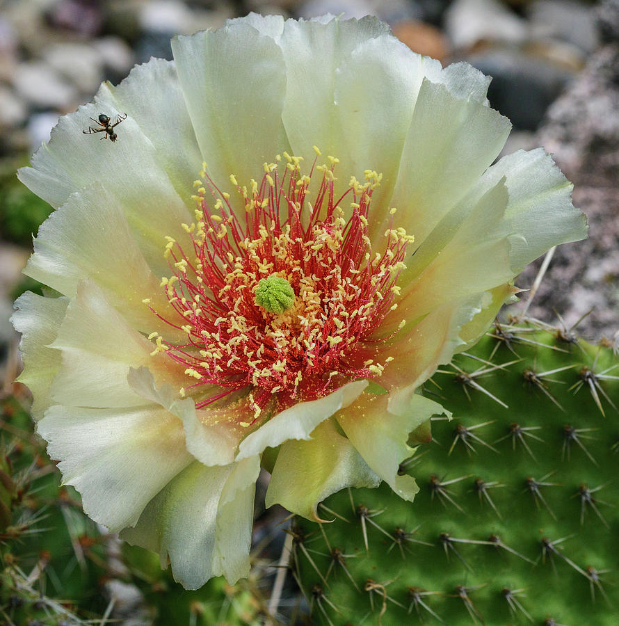 Pollinator on a Prickly Pear Cactus Bloom Photograph by Rob Huntley