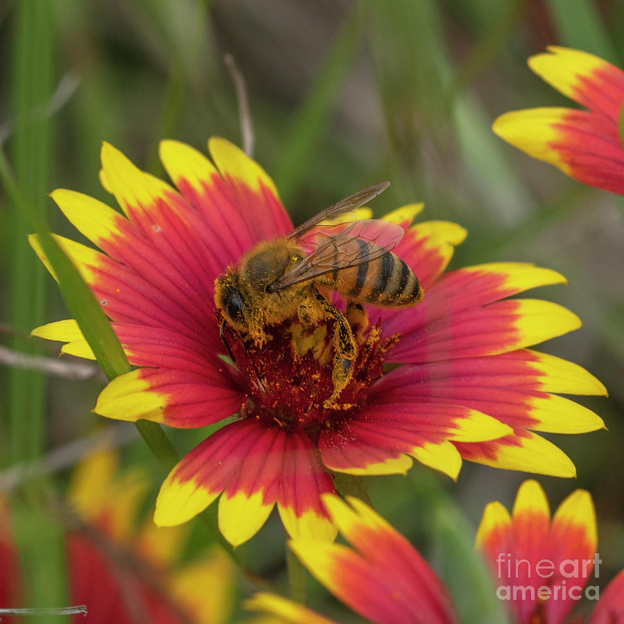 Pollinator Photograph by Patrick Nowotny