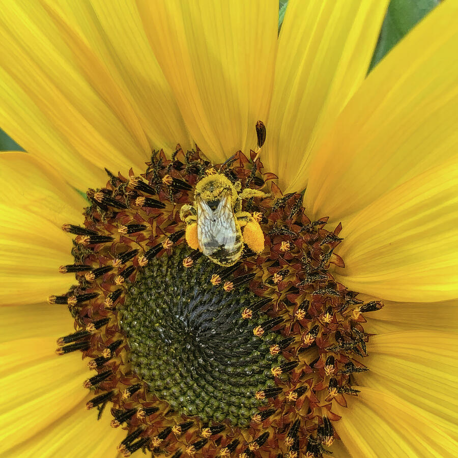 Pollinator Photograph by Rebecca Herranen
