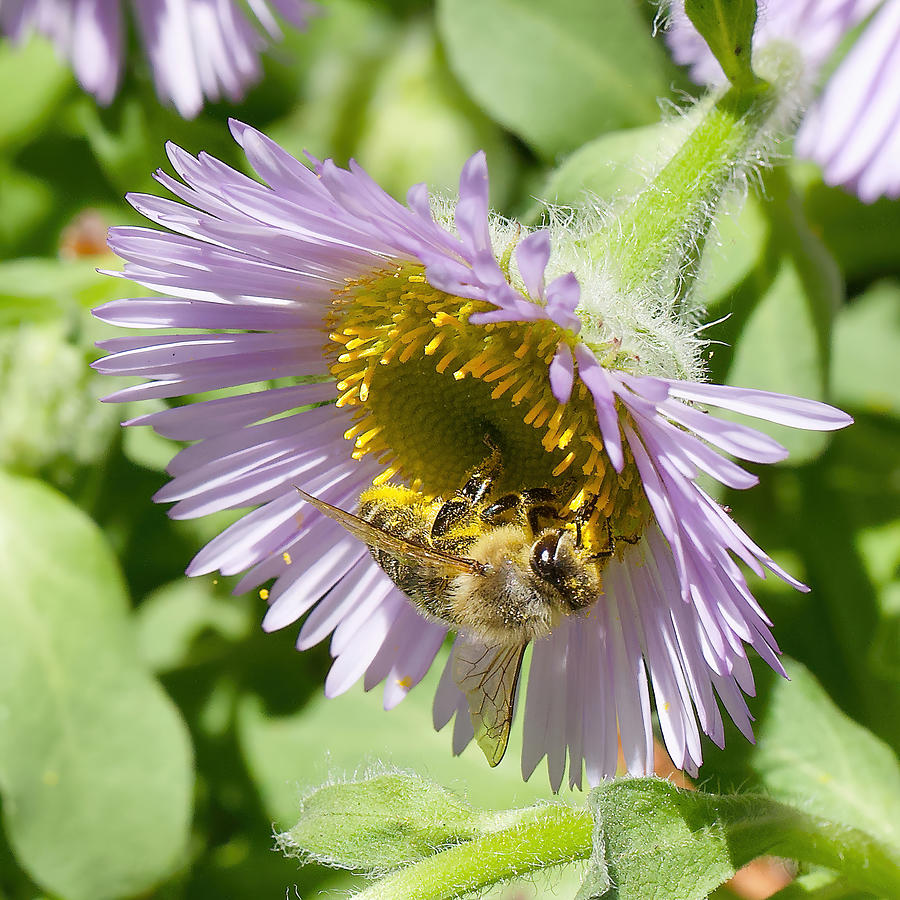 Pollinator Photograph by Todd Kreuter