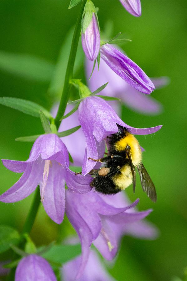 Pollinators Purple Passion Photograph by Linda Bonaccorsi