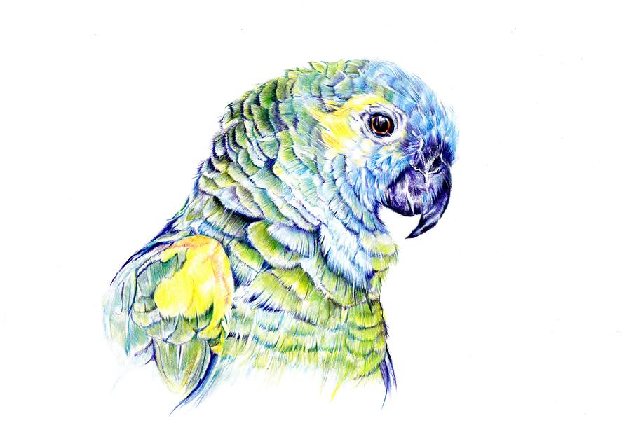 Polly Parrot Painting by Debra Hall