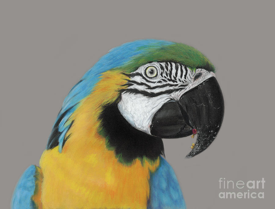 Polly Want A Cracker Painting by Kimberly Chason