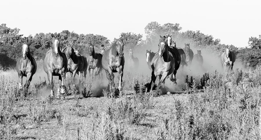 Polo horses 4 Photograph by Mache Del Campo