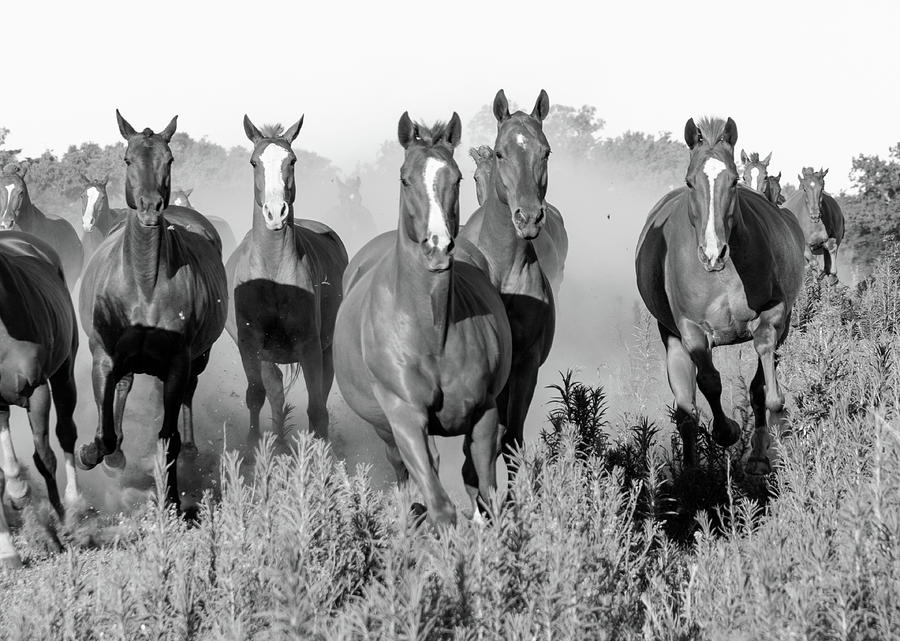 Polo horses 5 Photograph by Mache Del Campo