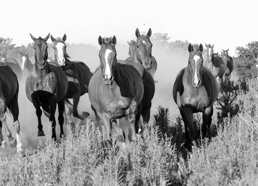 Polo horses 6 Photograph by Mache Del Campo
