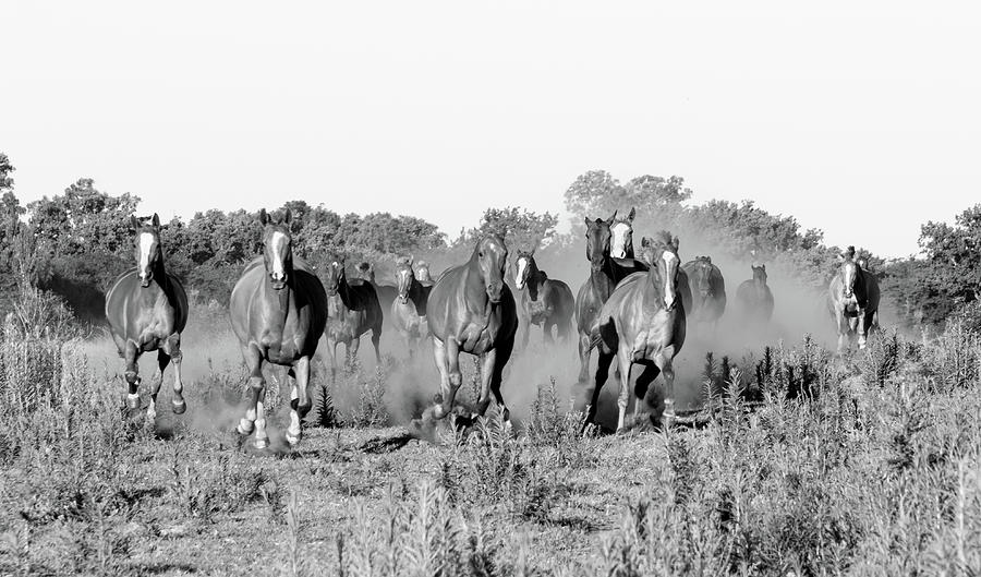 Polo horses 8 Photograph by Mache Del Campo