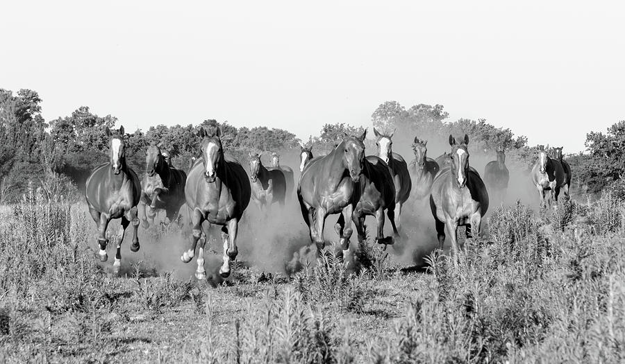 Polo horses 9  Photograph by Mache Del Campo