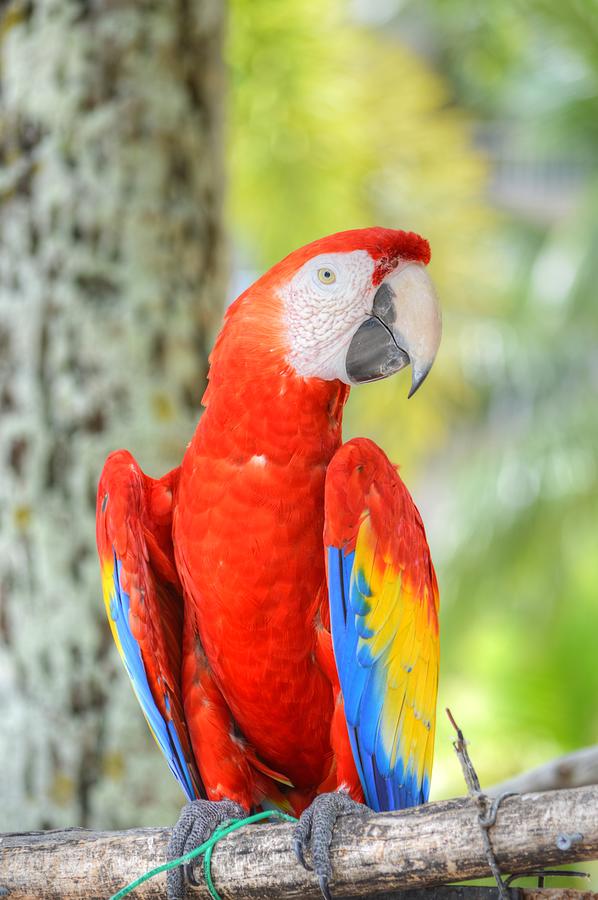 Parrot Photograph - Poly the Parrot by Bill Hamilton