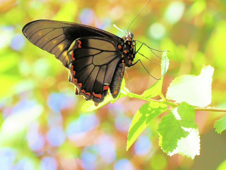 Polydamas Swallowtail Butterfly Photograph By Thomas Hartley - Fine Art ...