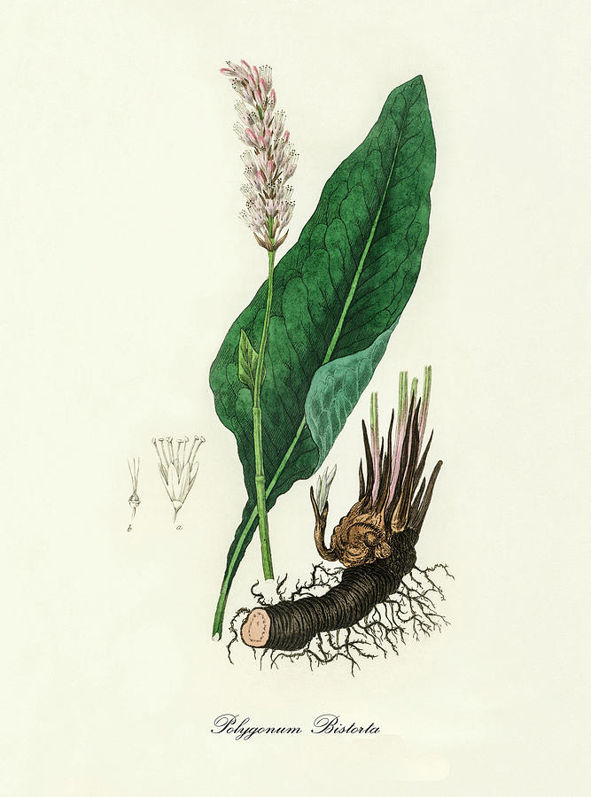 Nature Digital Art - Polygonum Bistorta - Bistort -  Medical Botany - Vintage Botanical Illustration - Plants and Herbs by Studio Grafiikka
