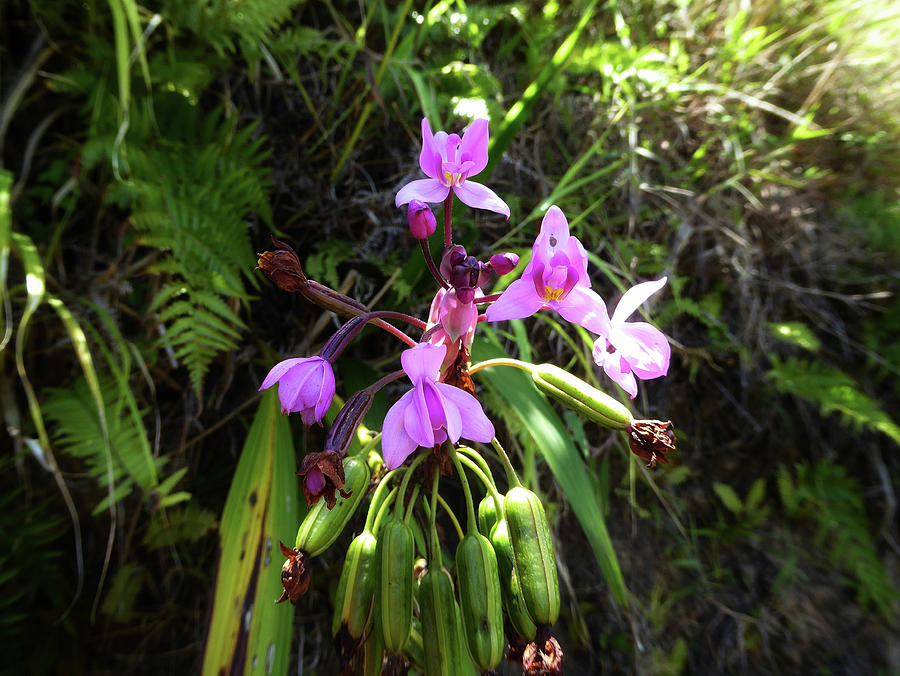 Polynesian Orchid Photograph By Natur Elfes - Pixels