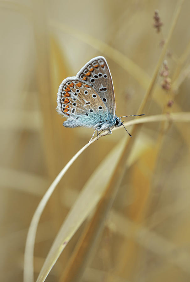 Polyommatus icarus butterfly Photograph by Jaroslaw Blaminsky