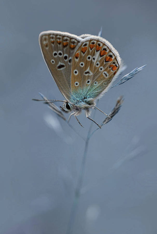 Polyommatus icarus on a dry grass Photograph by Jaroslaw Blaminsky