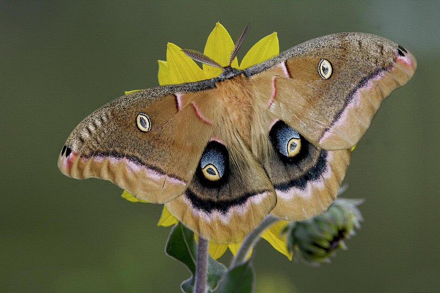 Polyphemus moth Digital Art by Jerry Dalrymple