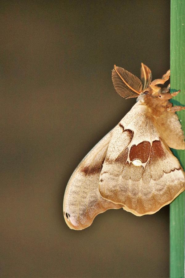 Polyphemus Moth Side View Photograph by Les Classics - Pixels